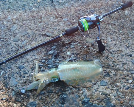 アオリイカ大きくなってきました！